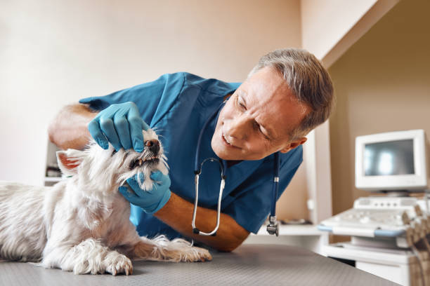 Best Emergency Dental Care for Broken or Chipped Teeth in University Place, WA